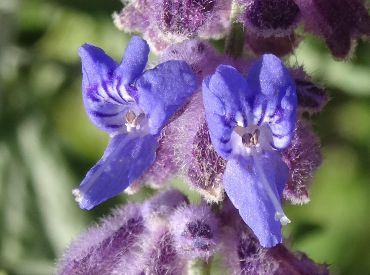 (4) Blüte.jpg