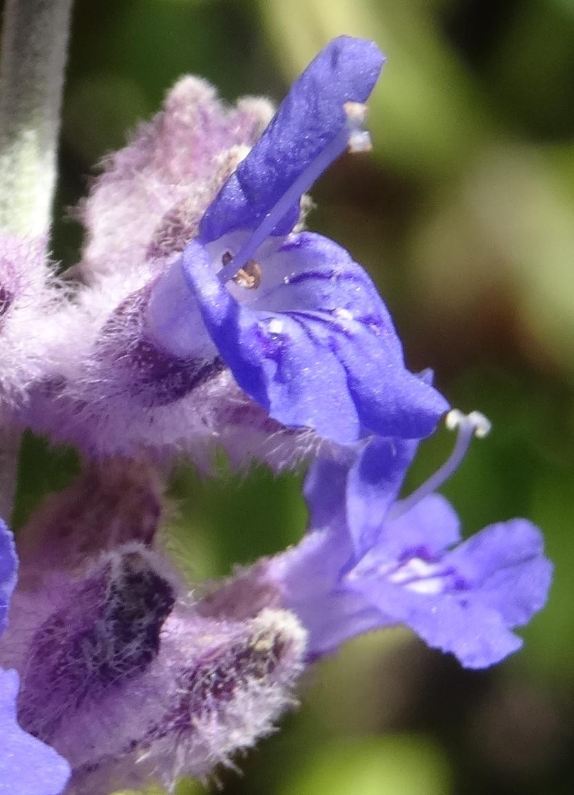 (5) Blüte mit Kelch.jpg
