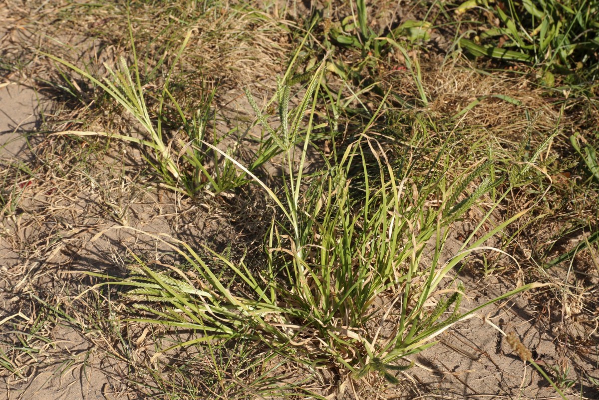 k-Eleusine indica_01.JPG