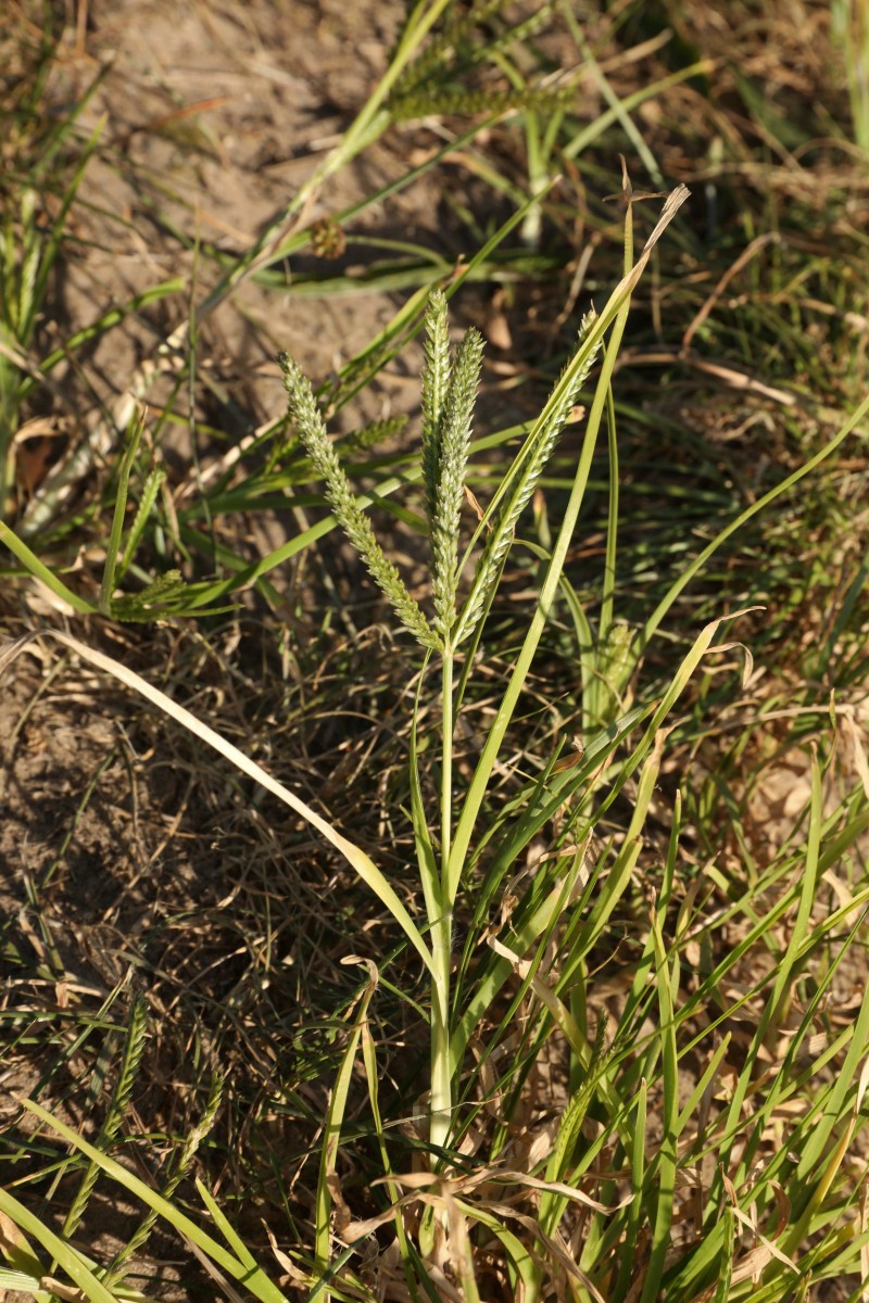 k-Eleusine indica_02.JPG