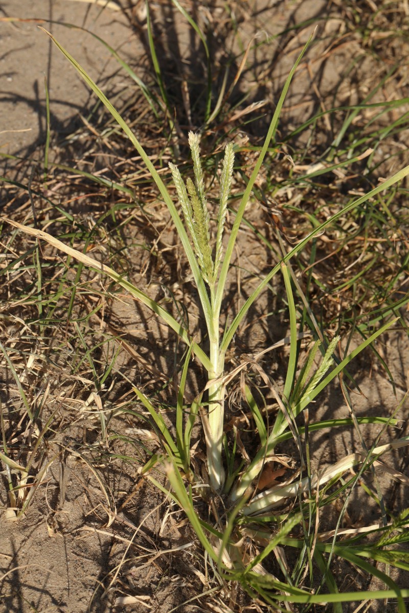 k-Eleusine indica_04.JPG