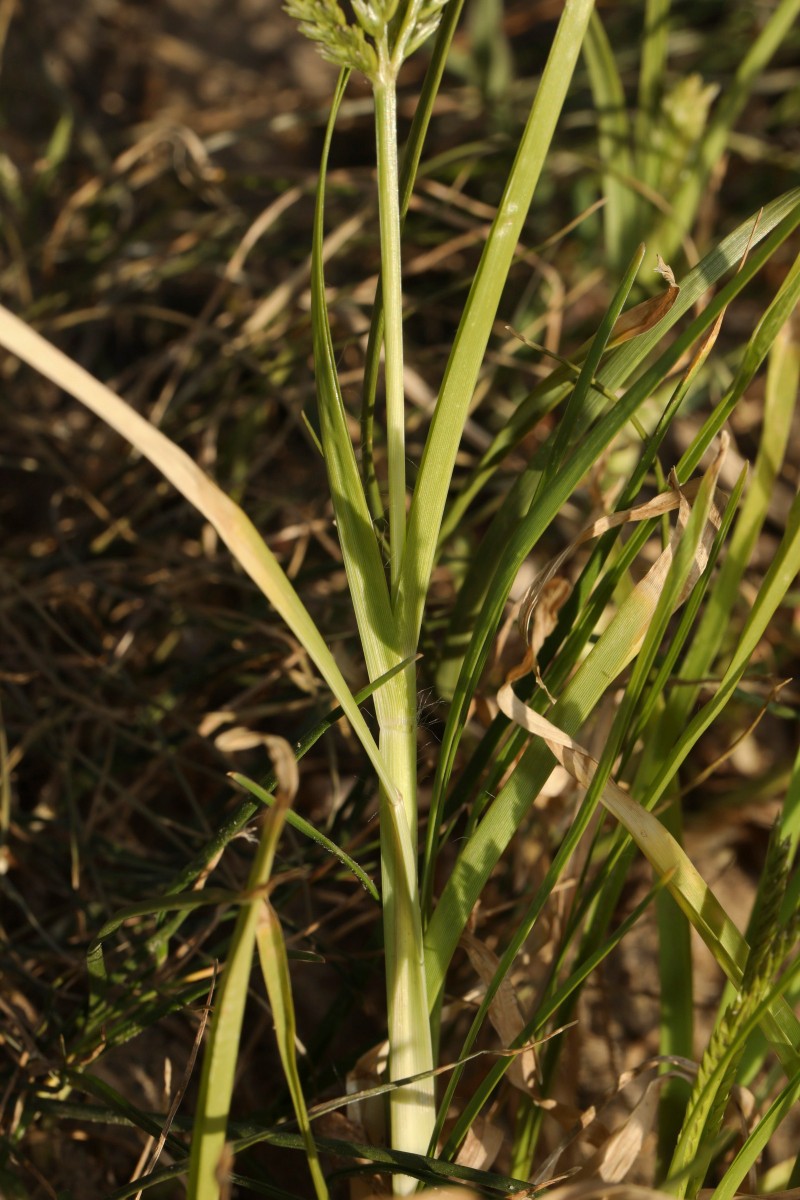 k-Eleusine indica_06.JPG