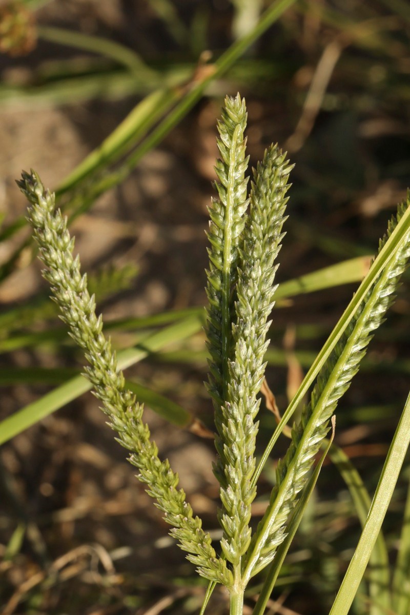 k-Eleusine indica_07.JPG