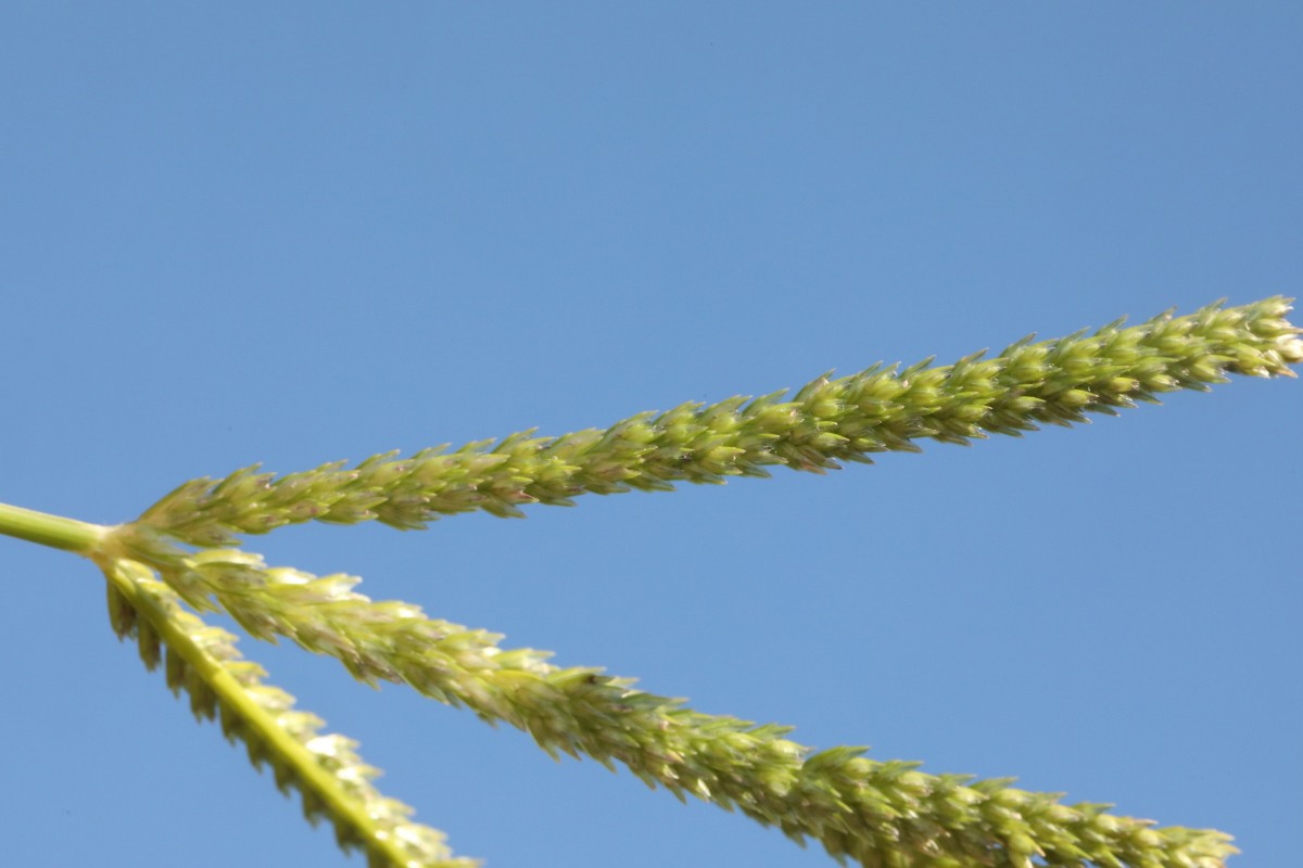 k-Eleusine indica_08.jpg