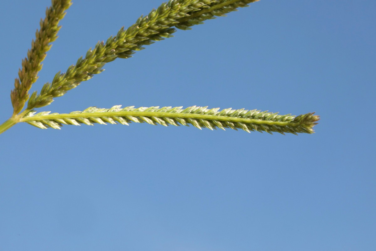 k-Eleusine indica_09.JPG