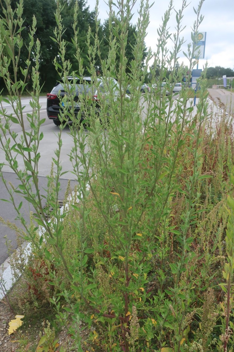 Chenopodium 1a_MediCampus_2025-09-01.jpg