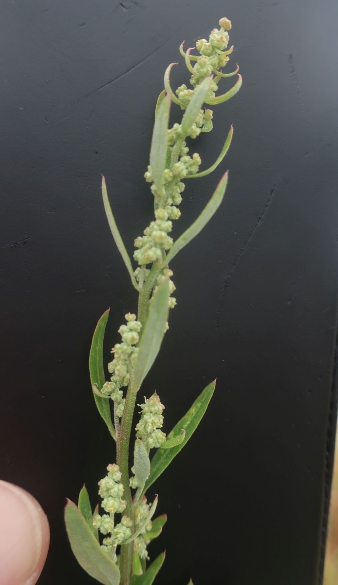 Chenopodium 1b_MediCampus_2025-09-01.jpg