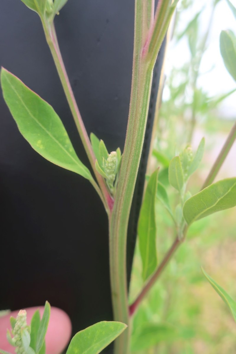 Chenopodium 1c_MediCampus_2025-09-01.jpg