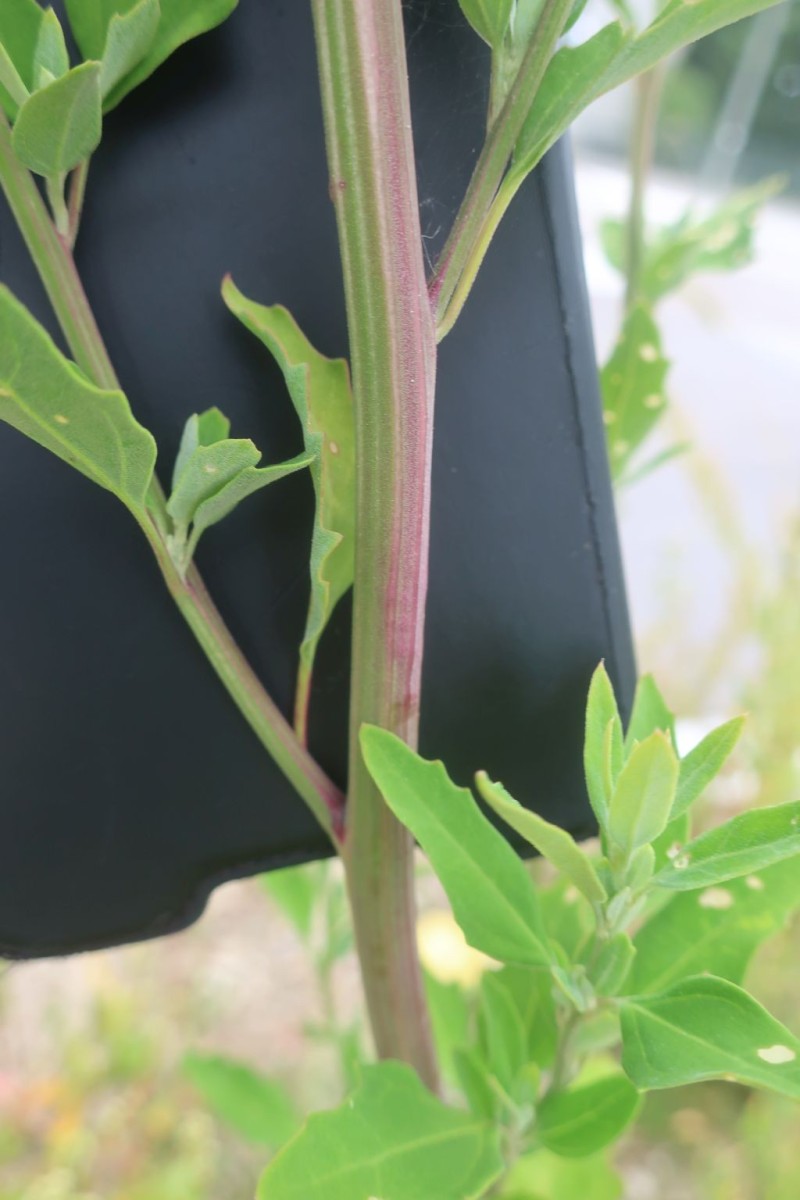 Chenopodium 1d_MediCampus_2025-09-01.jpg