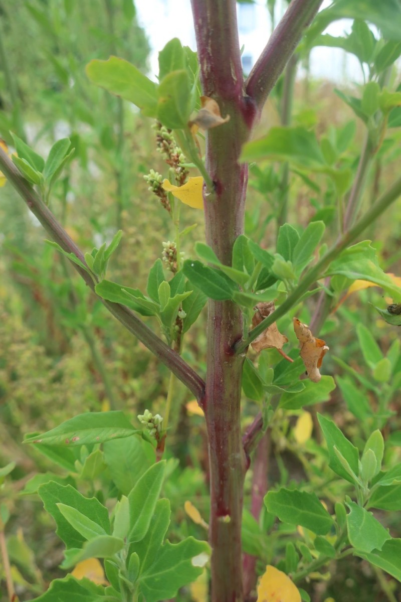 Chenopodium 1e_MediCampus_2025-09-01.jpg