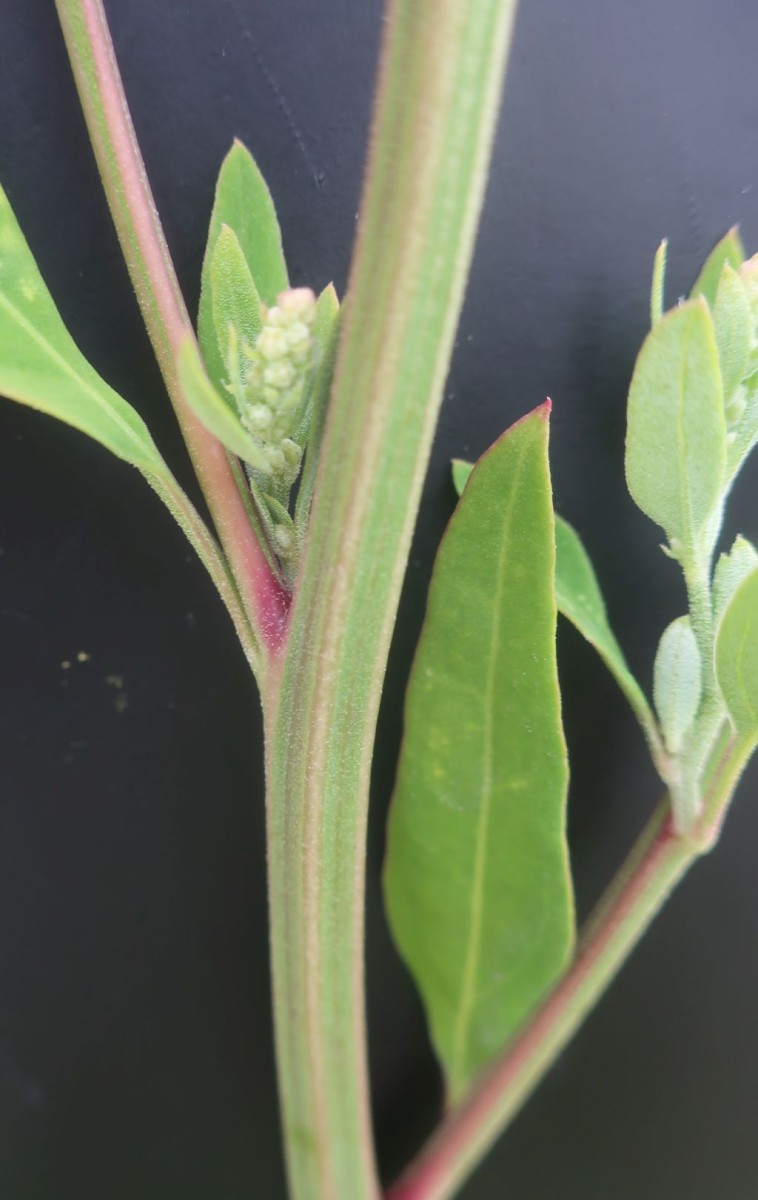 Chenopodium 1f_MediCampus_2025-09-01.jpg