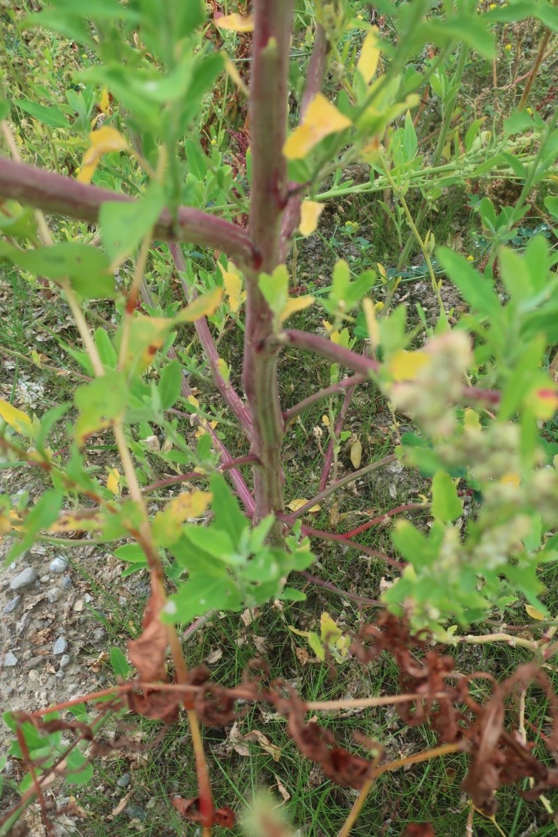 Chenopodium 1g_MediCampus_2025-09-01.jpg
