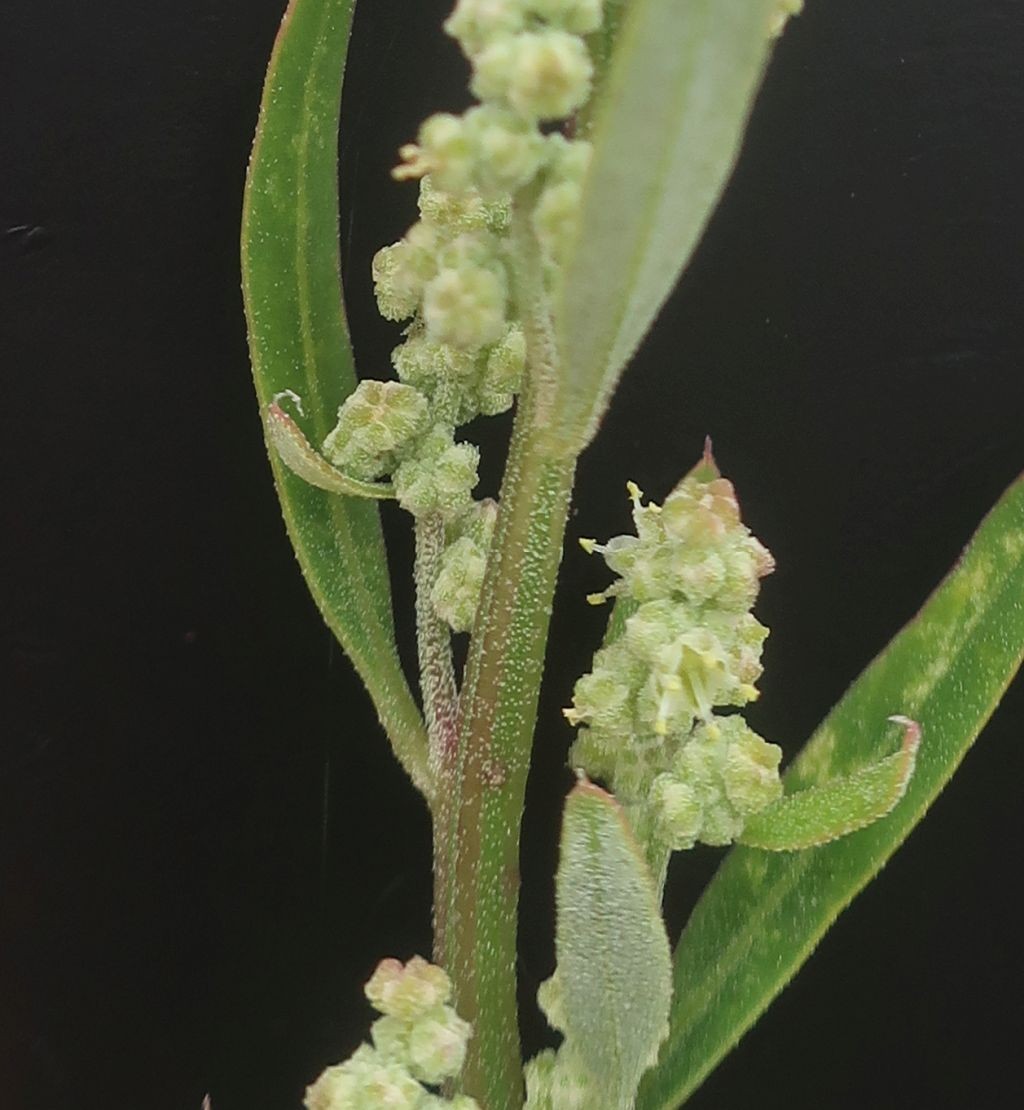 Chenopodium 1h_MediCampus_2025-09-01.jpg