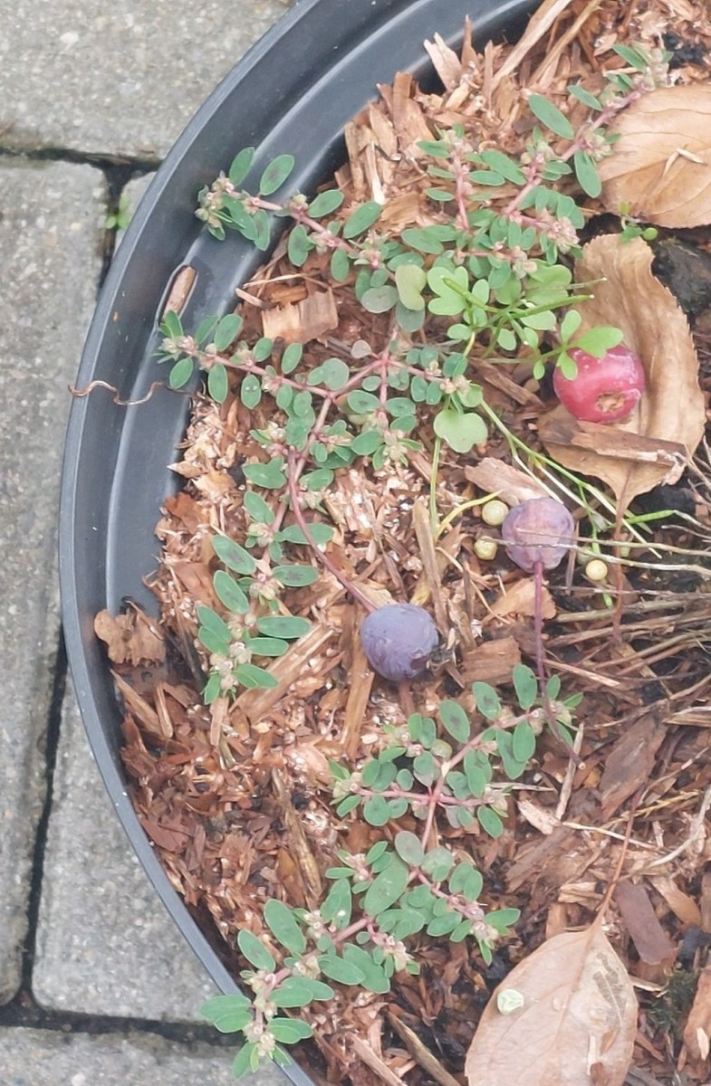 In einem Pflanztrog mit Zieräpfeln: Euphorbia maculata ist hier eingebürgert. Das andere dürfte Cardamine occulta sein.