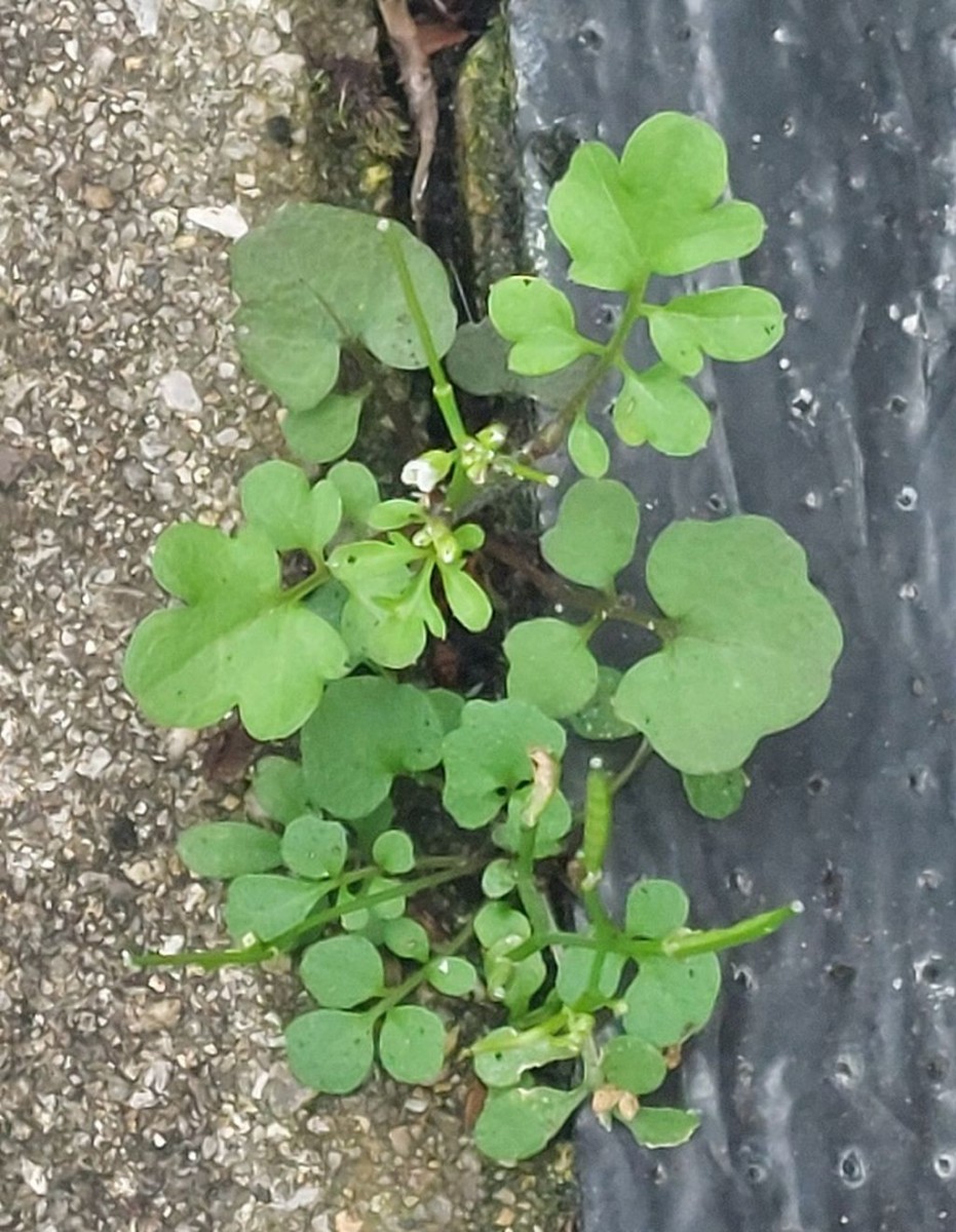 Cardamine occulta hatte es aber auch schon ins Pflaster des Freigeländes im Gartencenter geschafft.