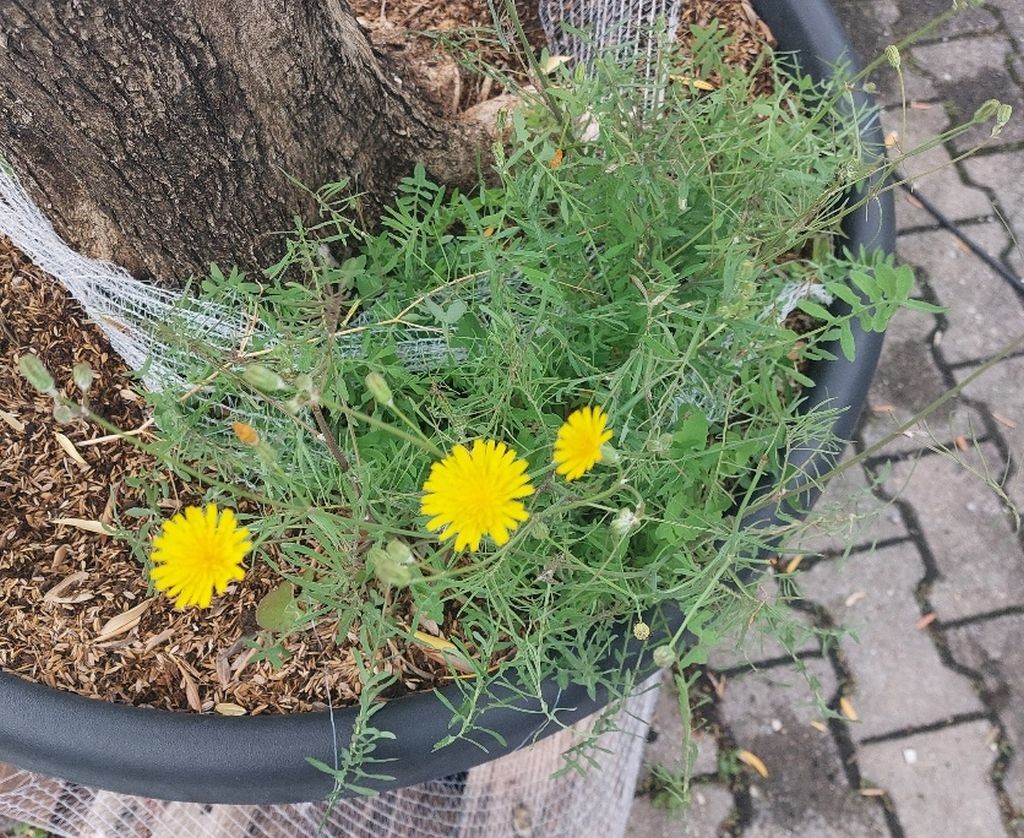Und der schönste Fund ist ein Erstfund für mich: Sonchus tenerrimus, Beikraut bei einem Ölbäumchen.