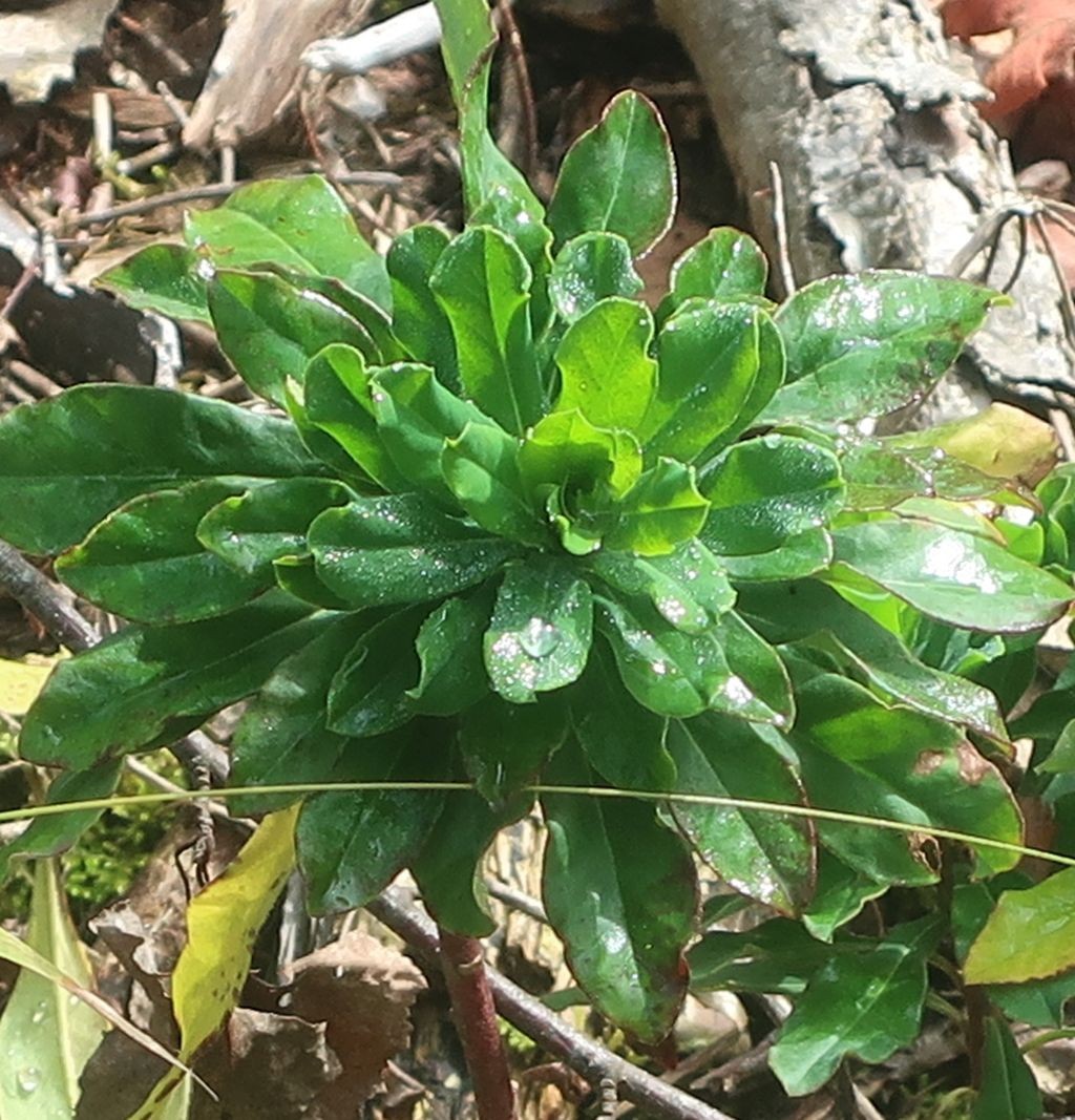 Euphorbia 4_2025-09-06_Guenzburg.jpg