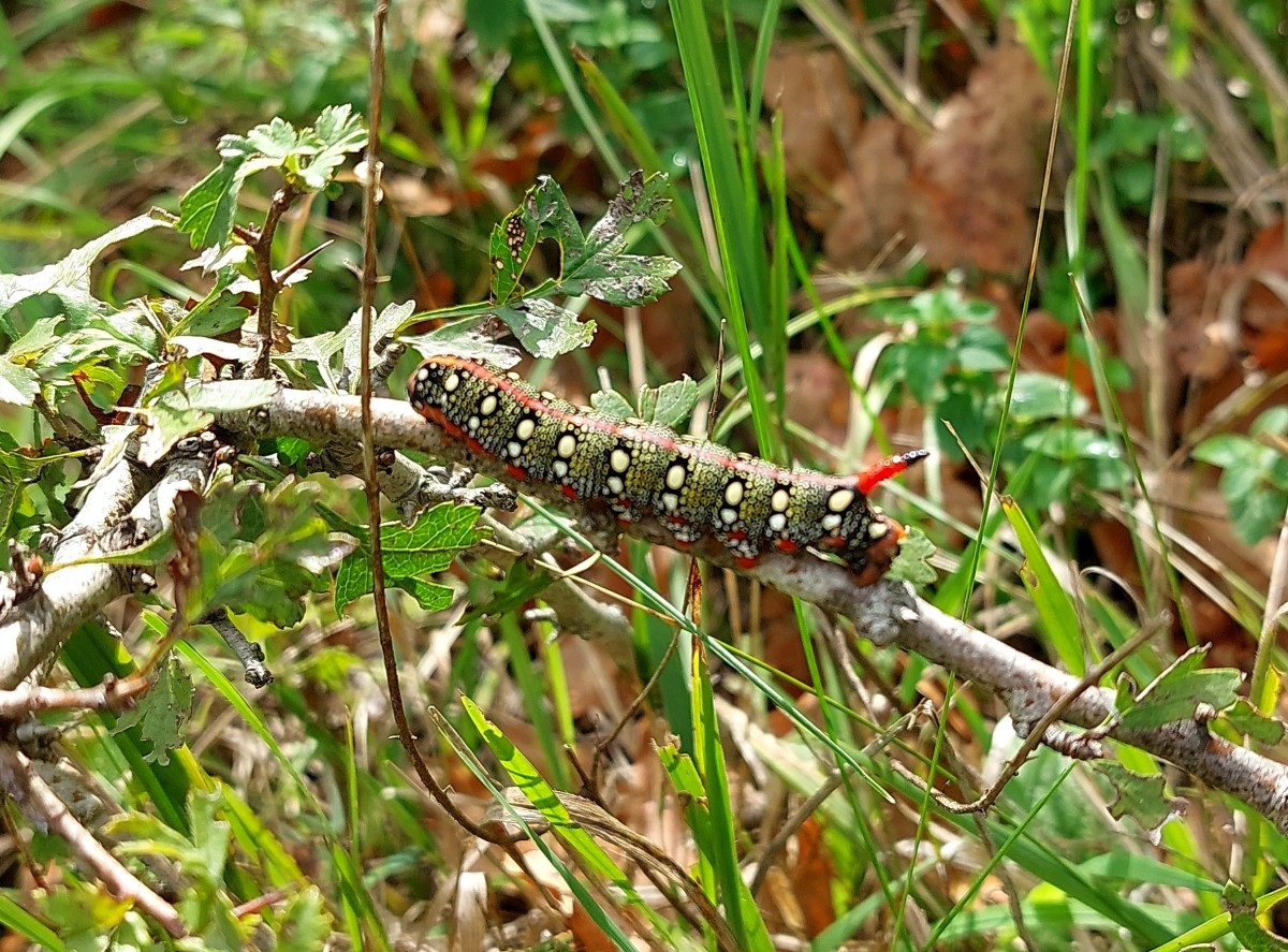 2025-09-05-15-59-19-295.jpg (1.24 MiB) 4135 mal betrachtet 2025-09-05-15-59-19-295.jpg