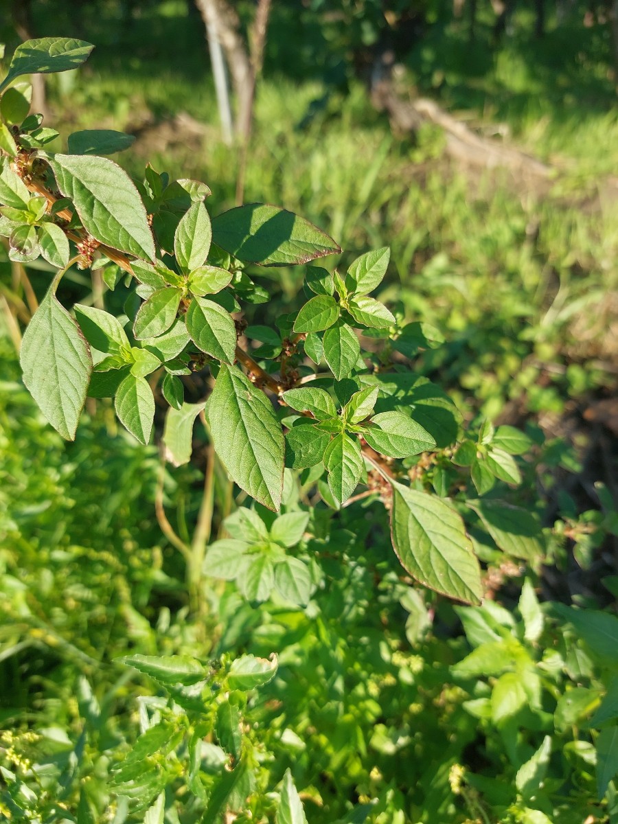 2025-09-05-17-39-18-990.jpg (1.04 MiB) 4135 mal betrachtet 2025-09-05-17-39-18-990.jpg