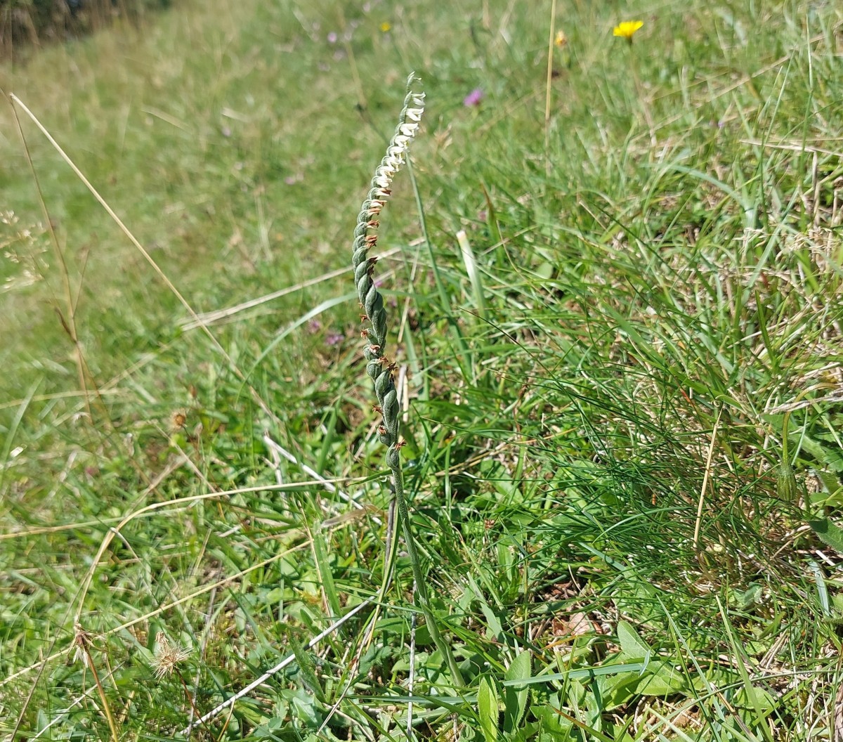 2025-09-06-12-06-59-244.jpg (1.6 MiB) 4135 mal betrachtet 2025-09-06-12-06-59-244.jpg