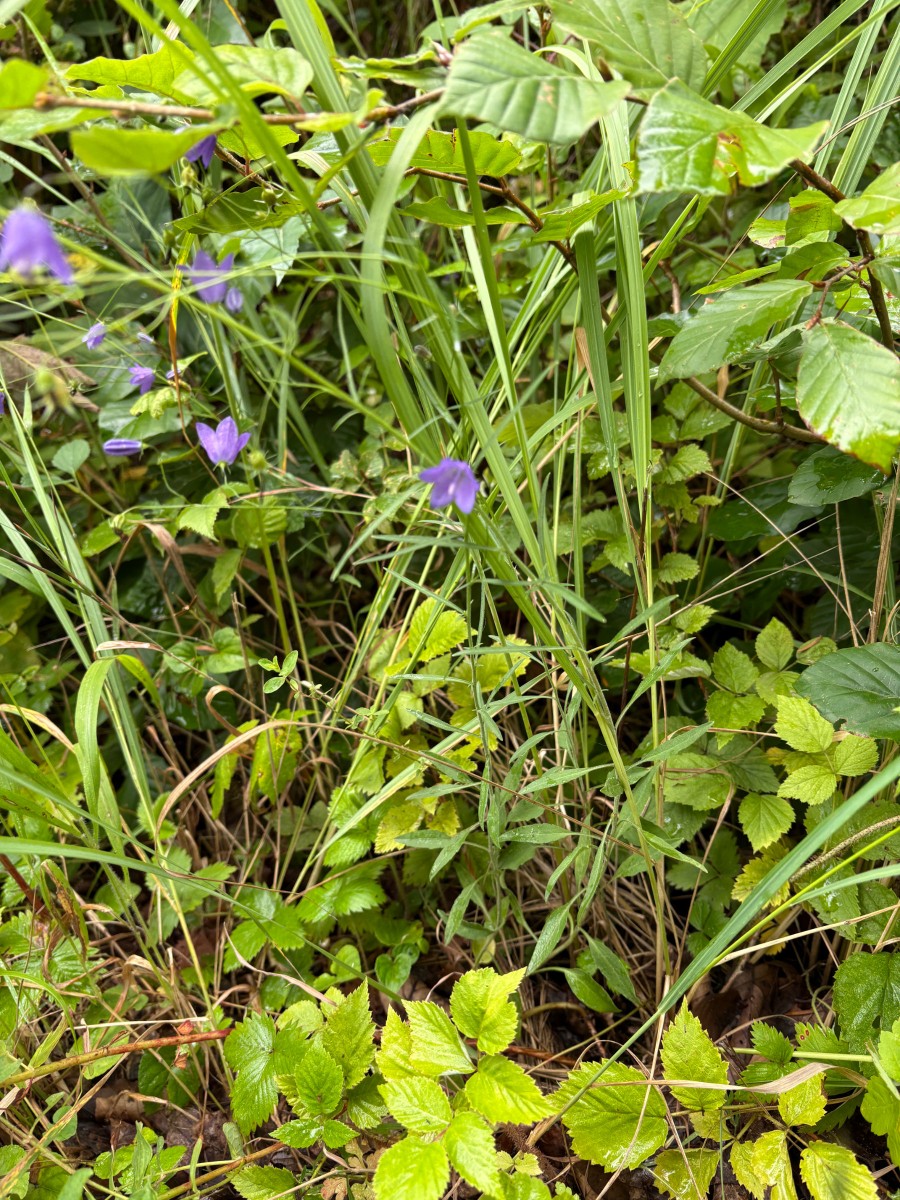evtl_cb_Hasselbachtal_Schönau2.jpg