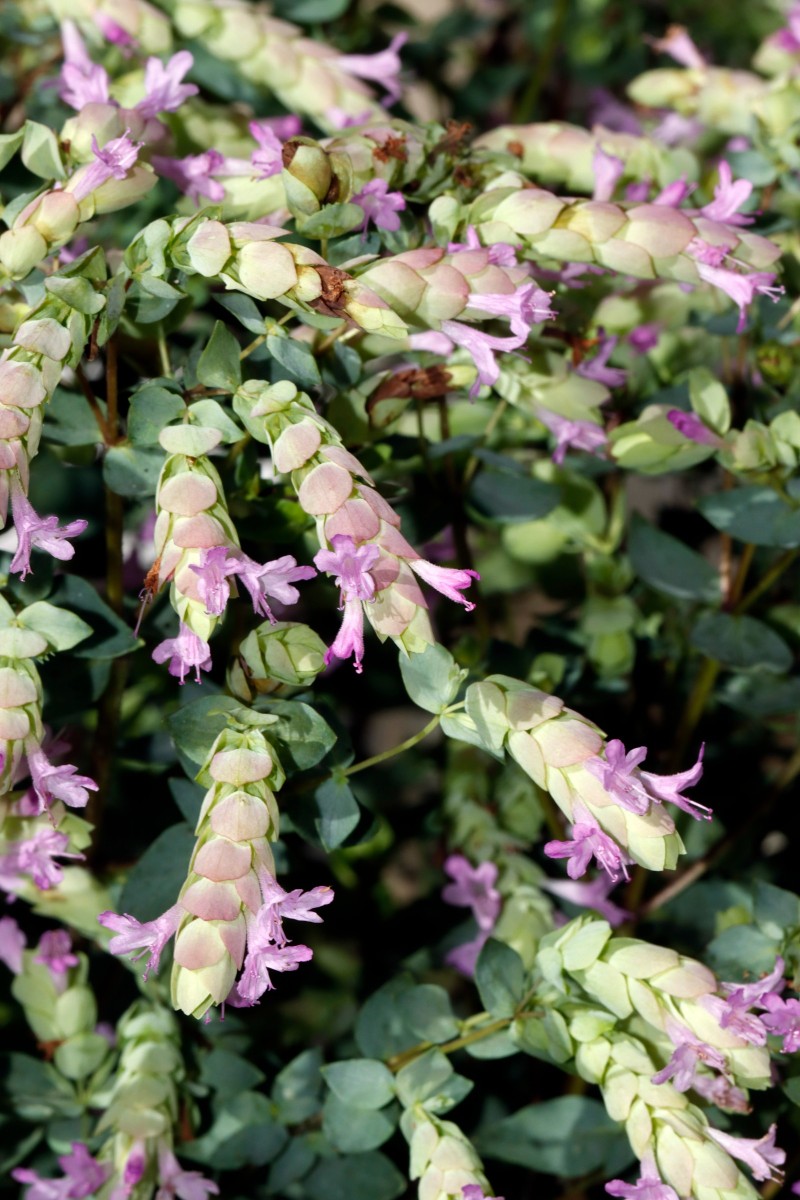 Origanum amanum cv Bristol Cross Heckert UGr 2022 A02.JPG
