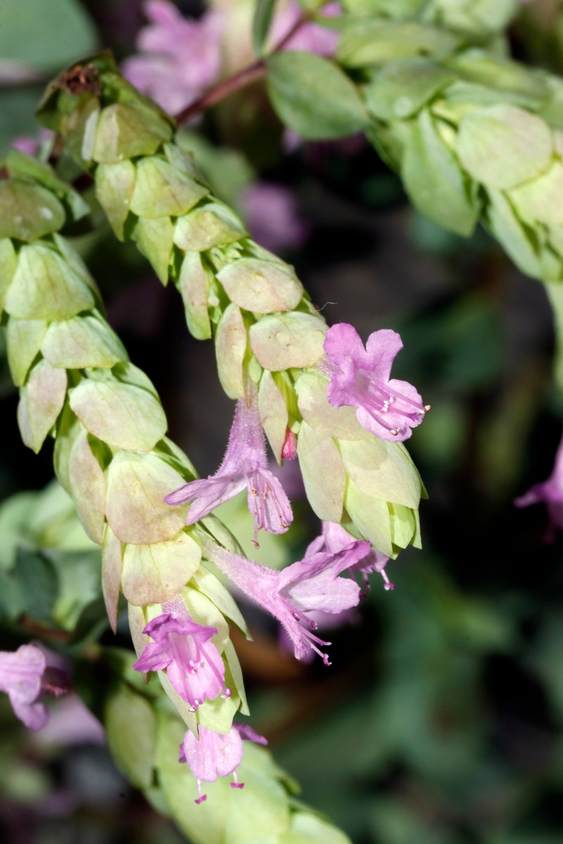 Origanum amanum cv Bristol Cross Heckert UGr 2022 A05.JPG