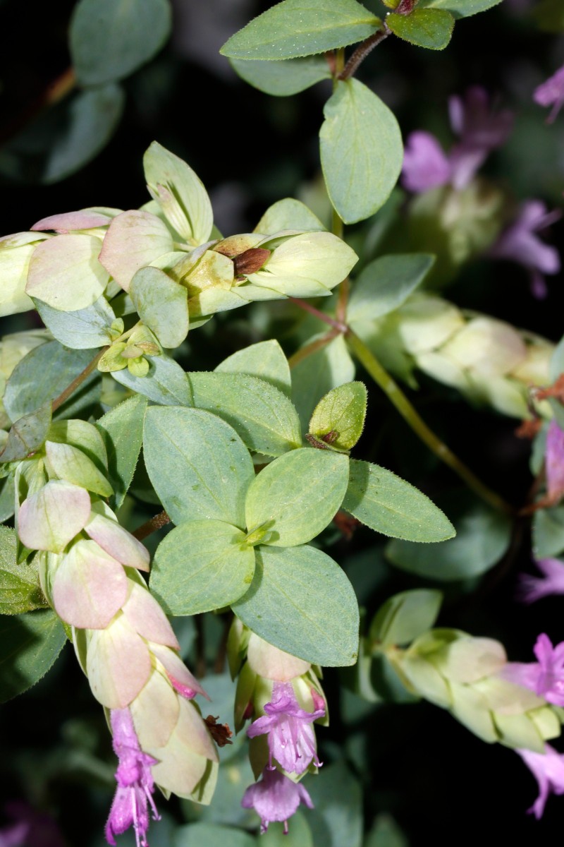 Origanum amanum cv Bristol Cross Heckert UGr 2022 A08.JPG