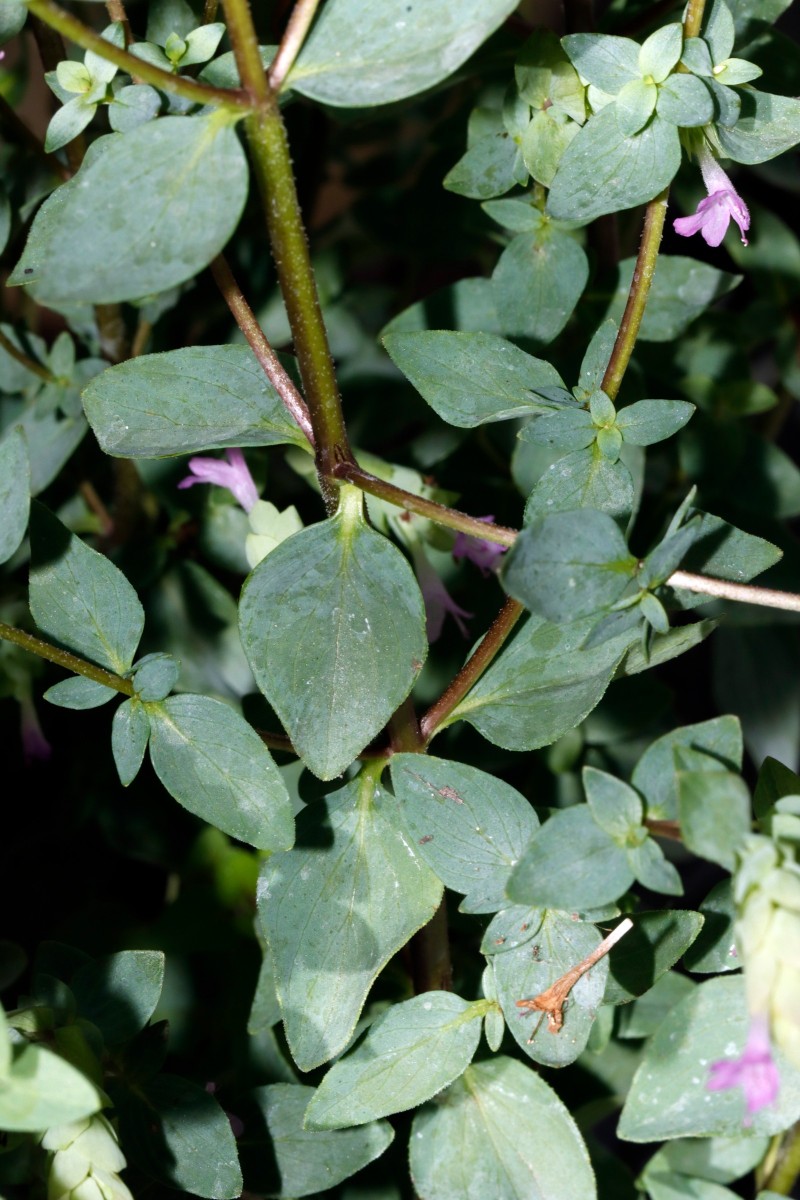 Origanum amanum cv Bristol Cross Heckert UGr 2022 A12.JPG