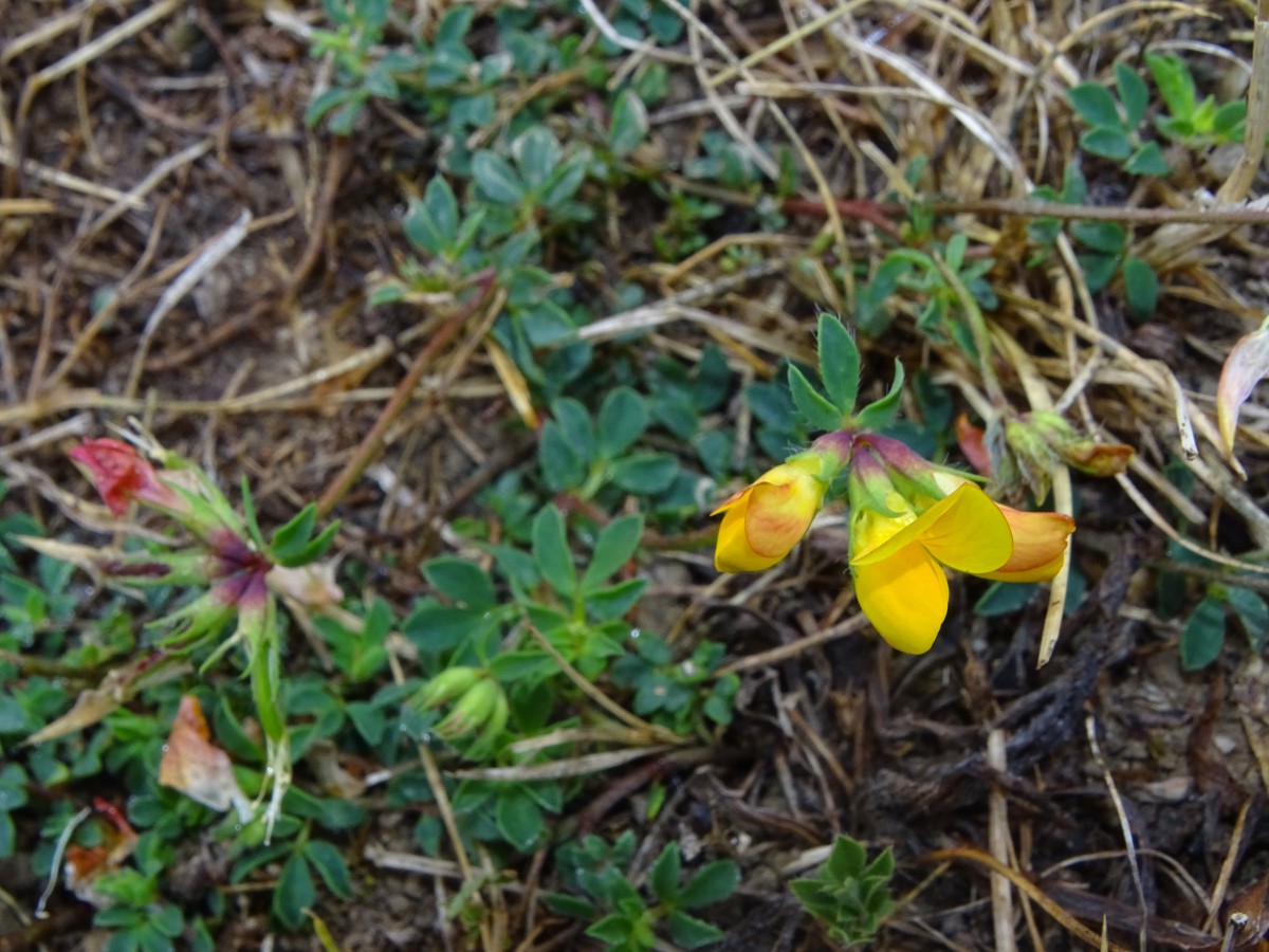 Lotus alpinus.JPG