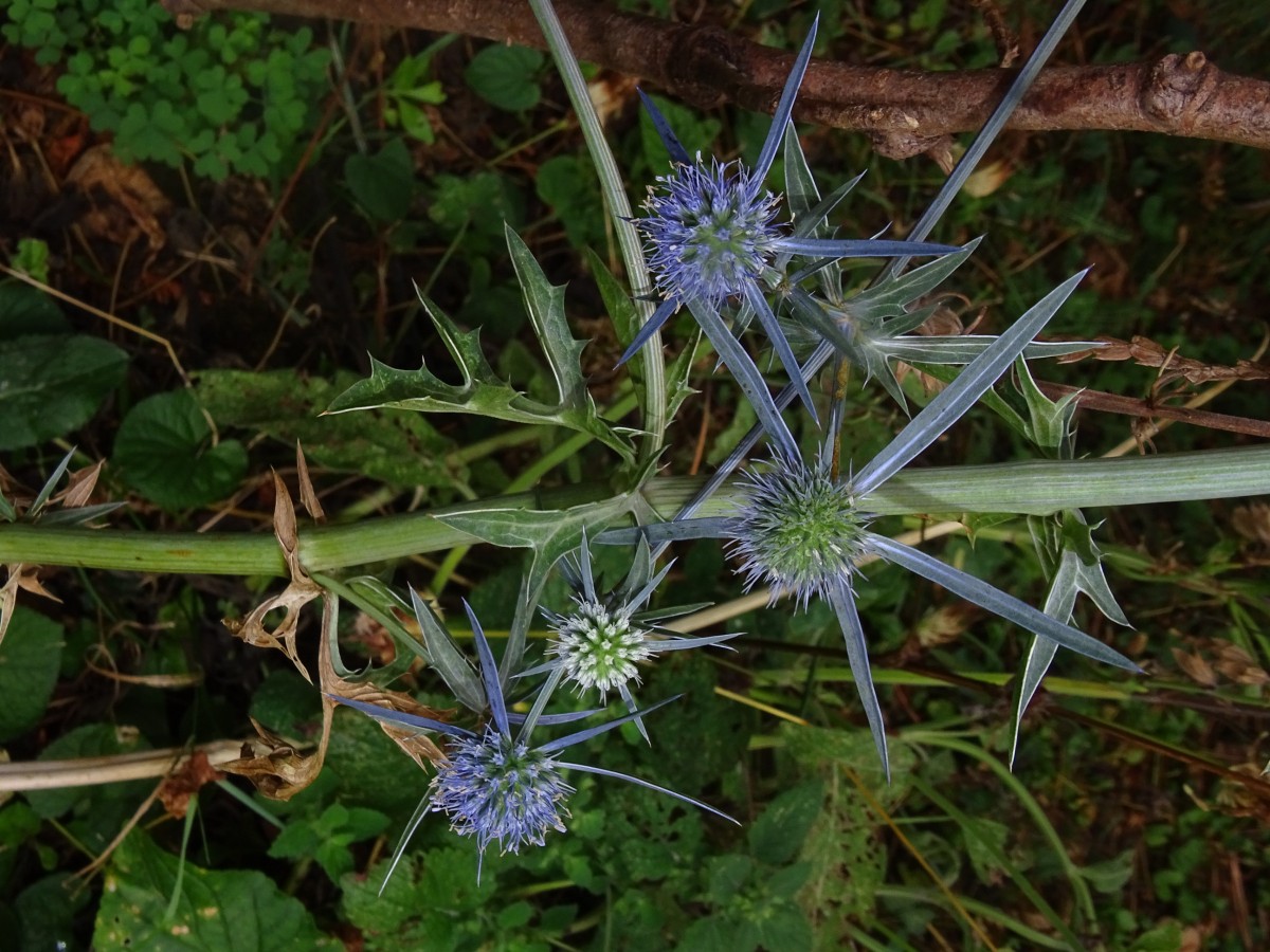 Eryngium crinitum.JPG