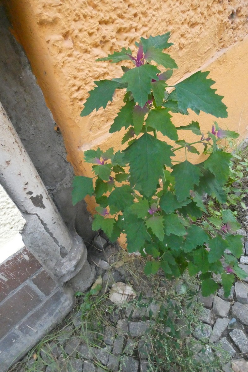 Chenopodium 1.JPG