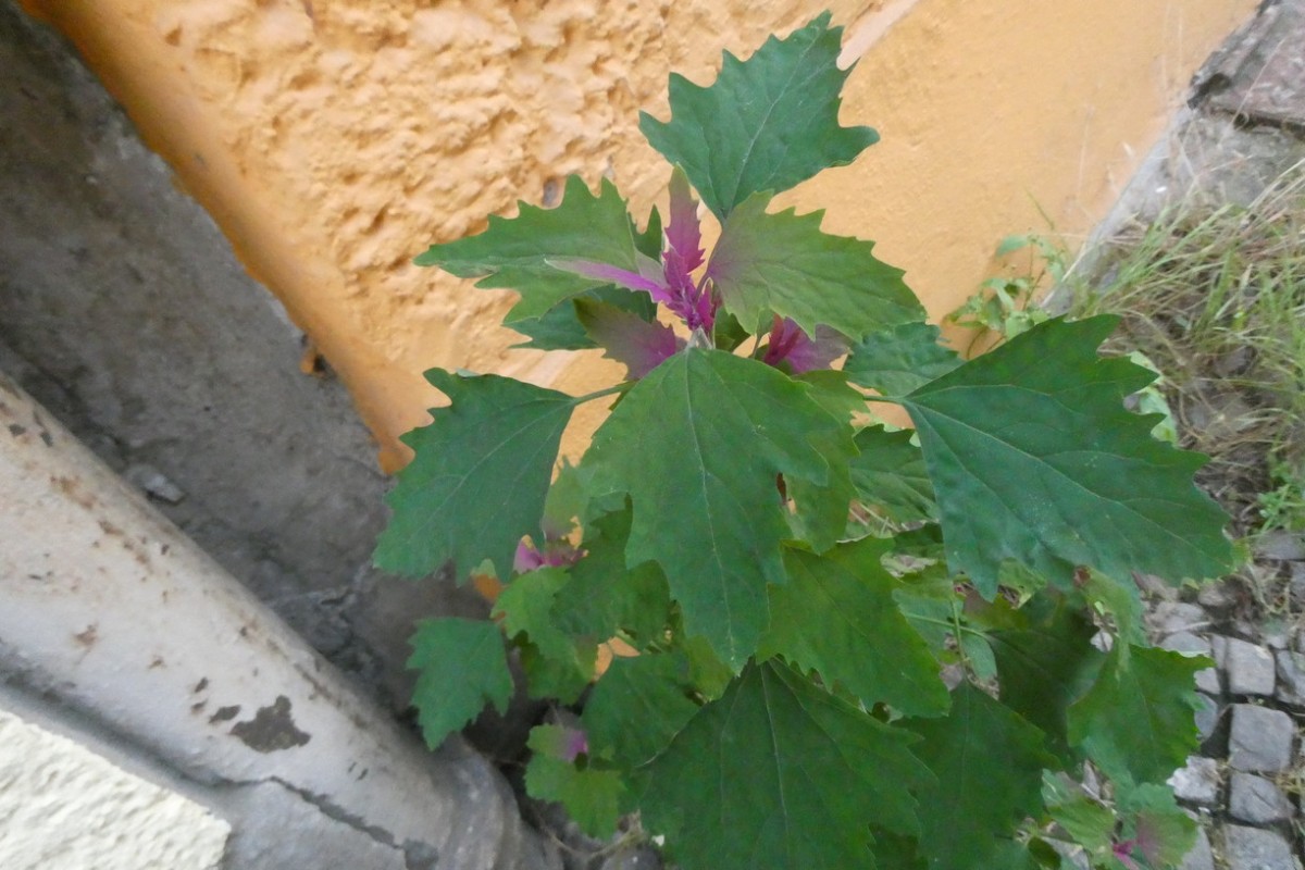 Chenopodium 2.JPG
