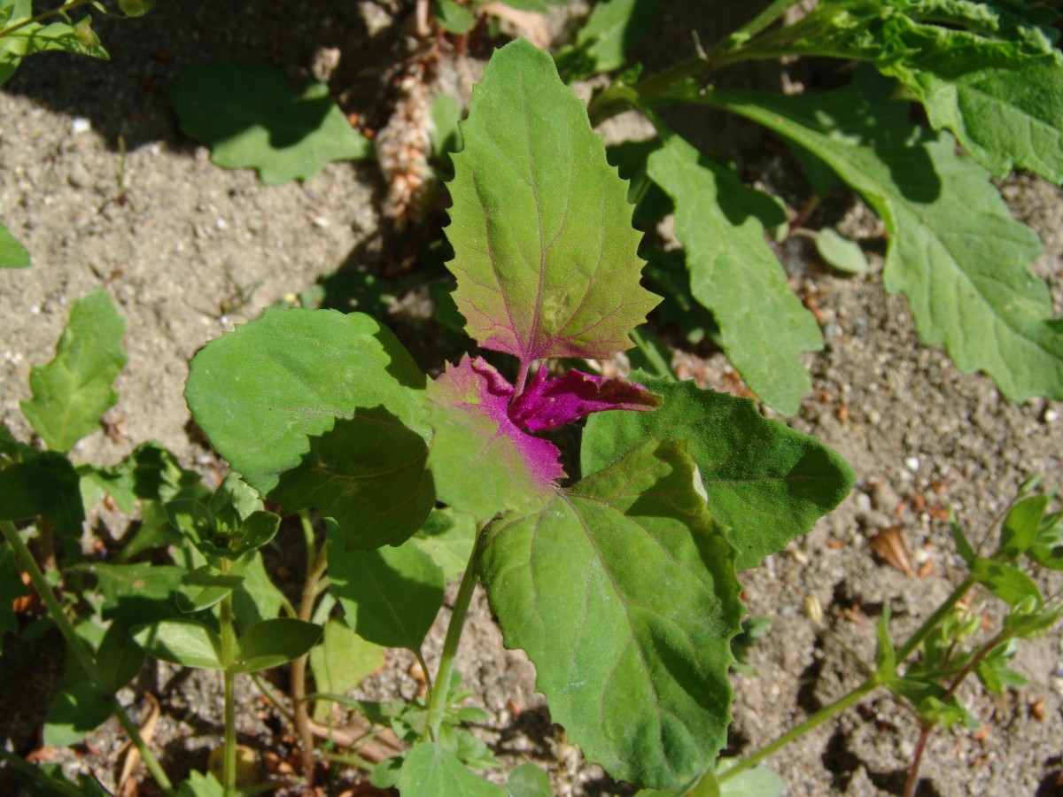 Chenopodium giganteum Rhodos Stegna Bach Hafen R3884-4.jpg