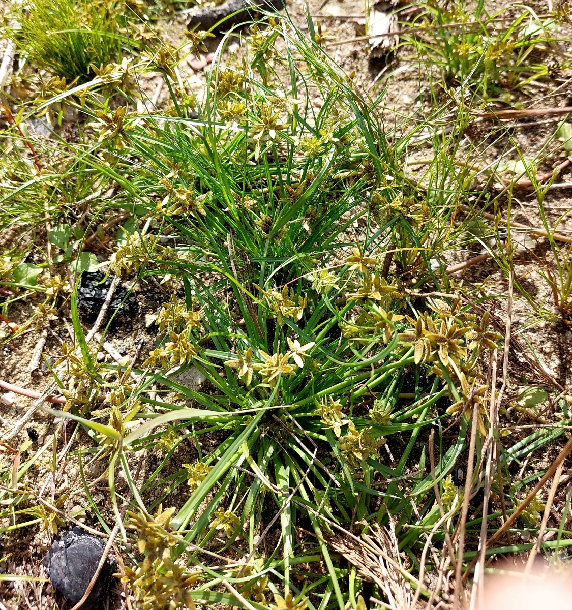 2025-09-13-13-55-19-360.jpg (2.53 MiB) 3876 mal betrachtet 2025-09-13-13-55-19-360.jpg