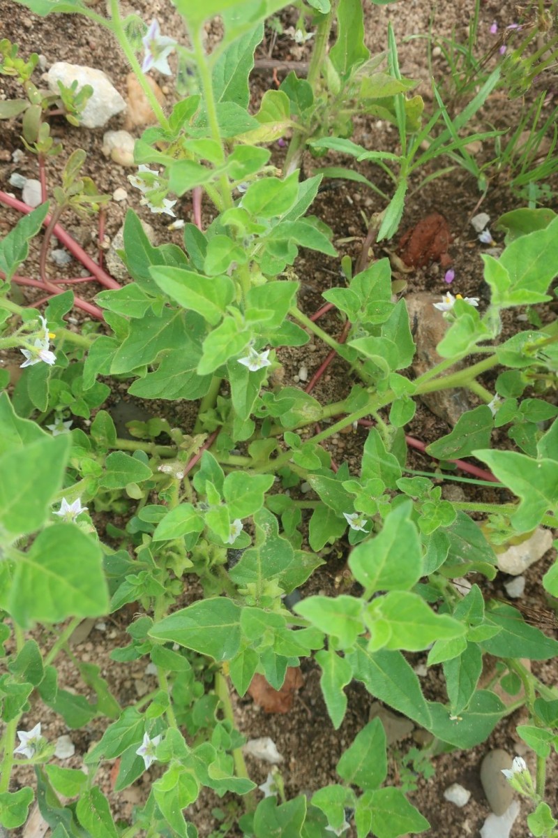 Solanum 1_Hallstadt_2025-09-16.jpg