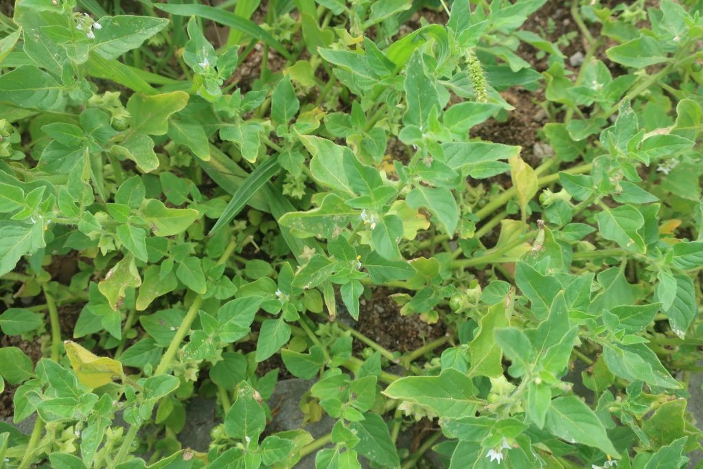 Solanum 2_Hallstadt_2025-09-16.jpg