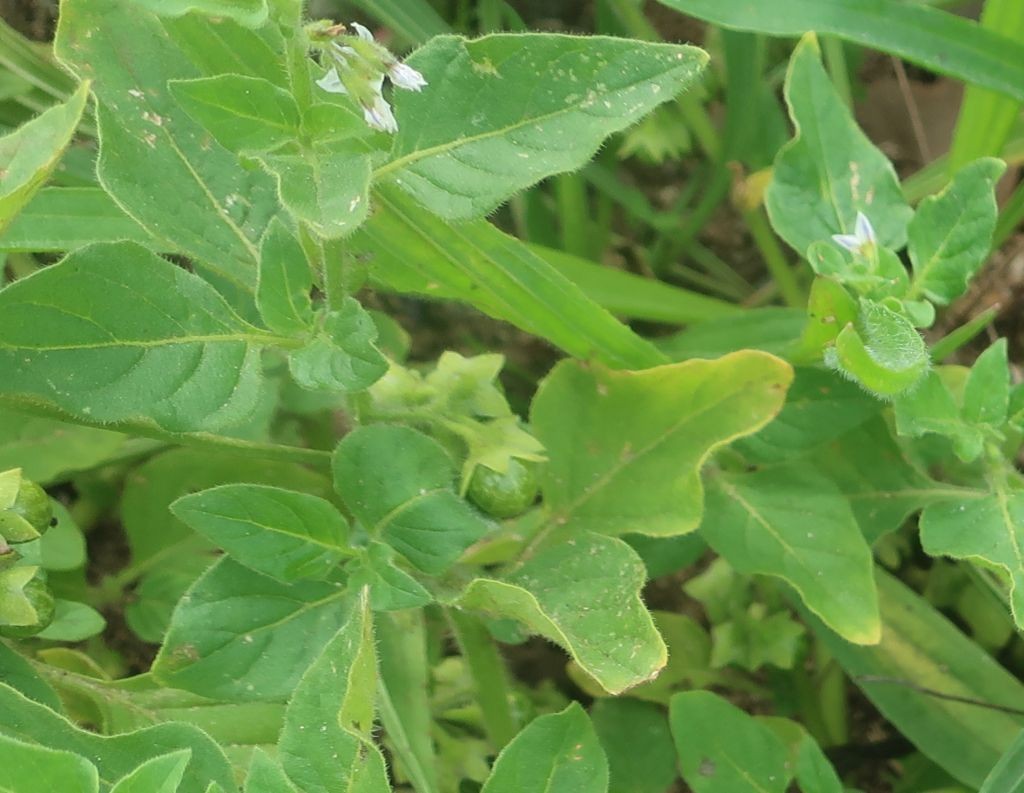 Solanum 3_Hallstadt_2025-09-16.jpg