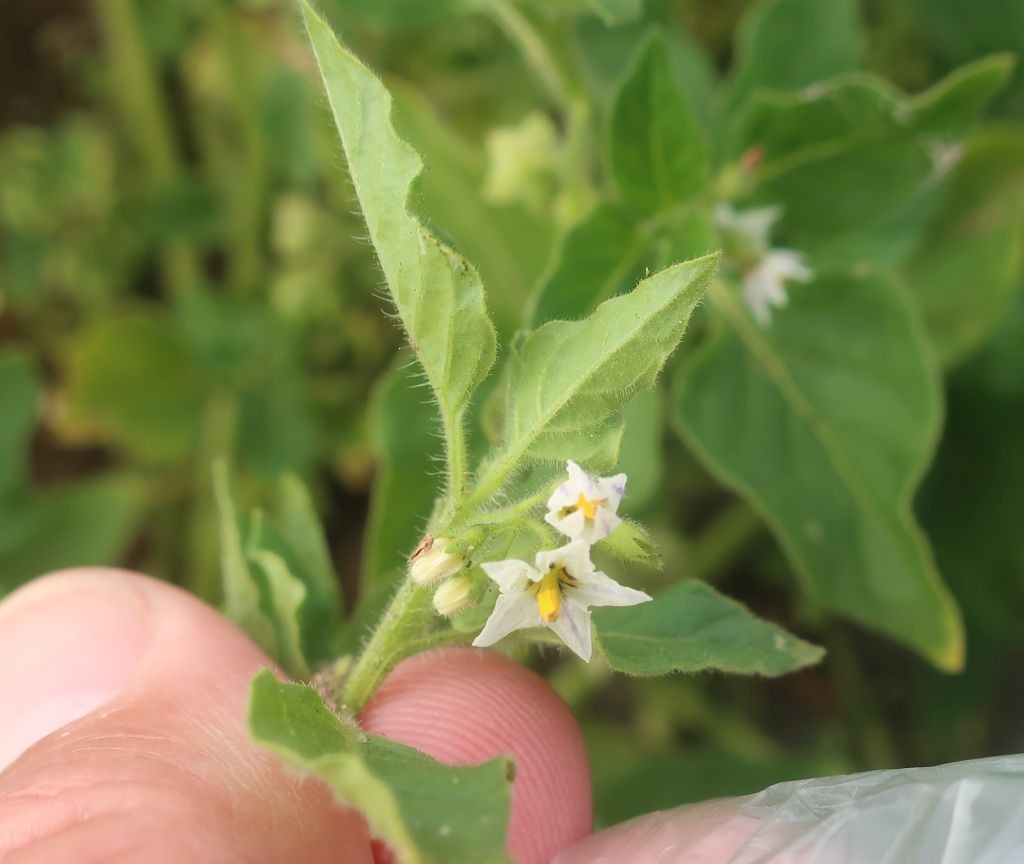 Solanum 4_Hallstadt_2025-09-16.jpg