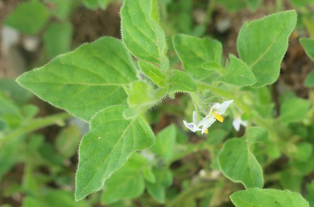 Solanum 6_Hallstadt_2025-09-16.jpg
