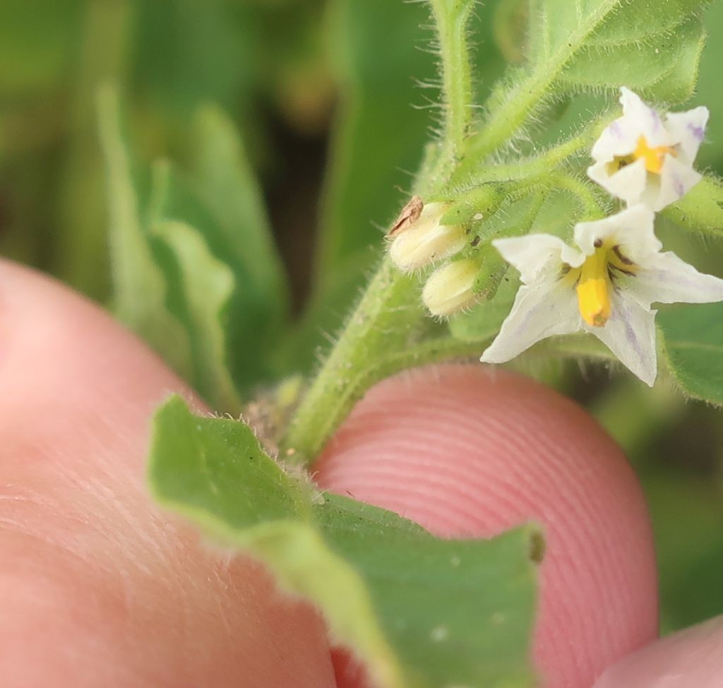 Solanum 7_Hallstadt_2025-09-16.jpg