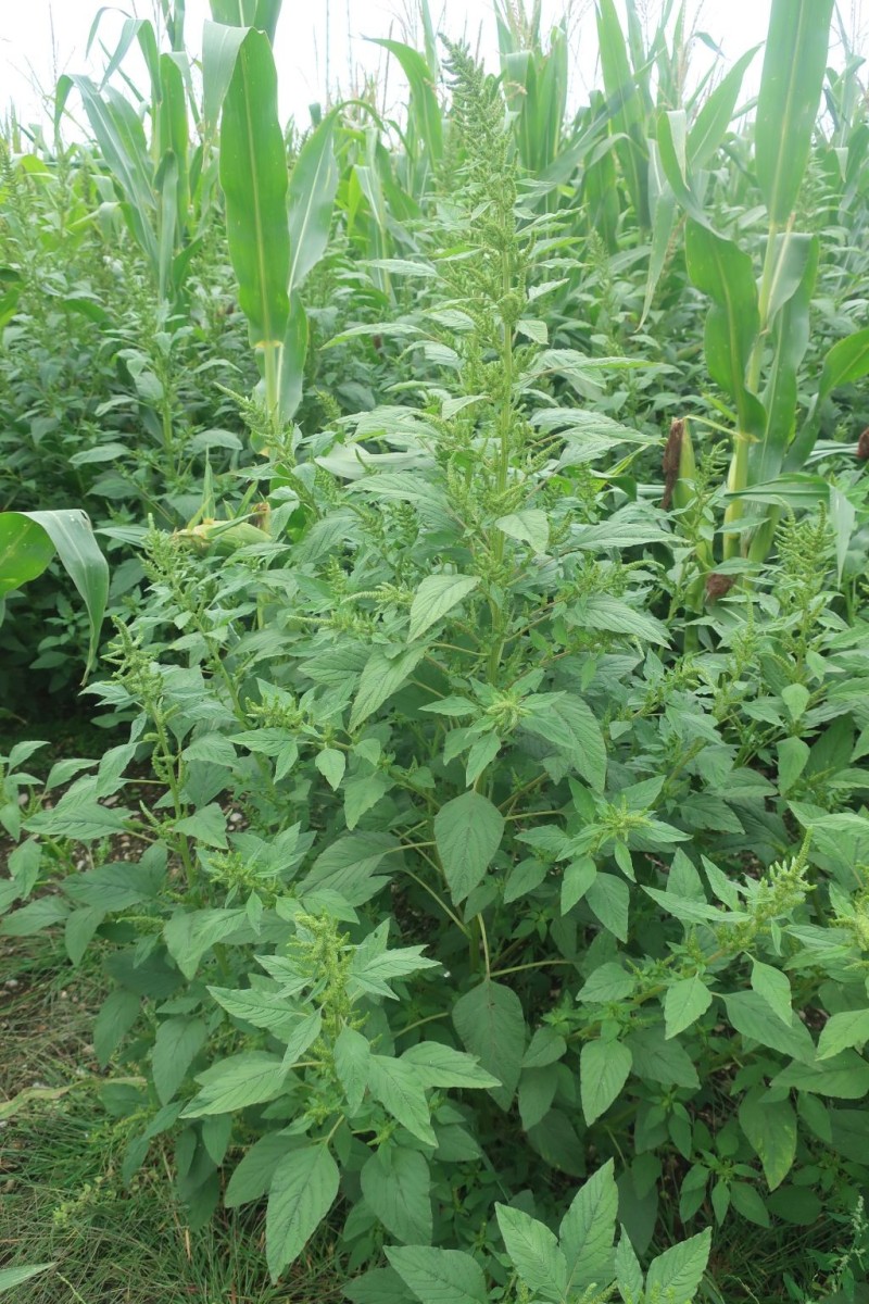 Amaranthus 01_Oberottmarshausen_2025-08-22.jpg