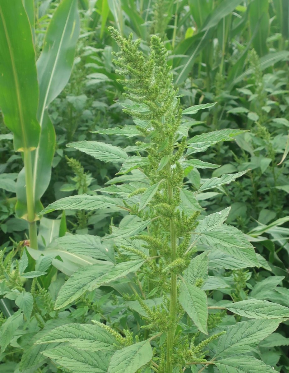 Amaranthus 02_Oberottmarshausen_2025-08-22.jpg