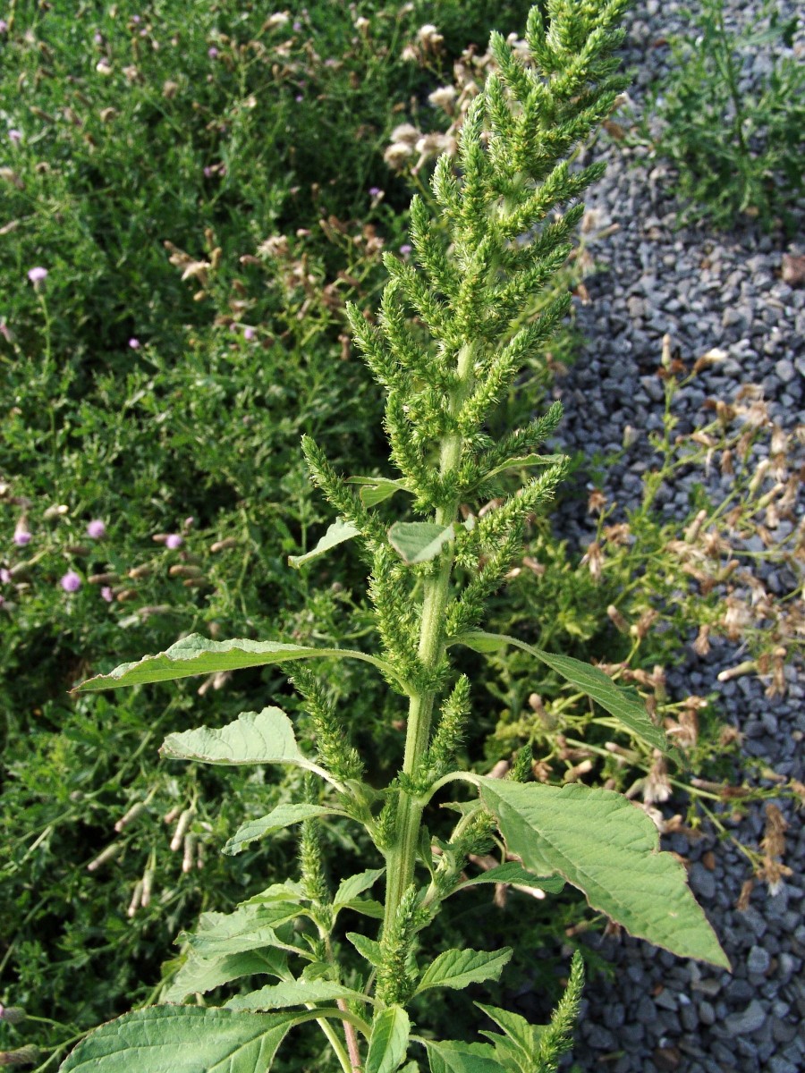 Amaranthus hybridus StrubleRd StateCollege G1.jpg