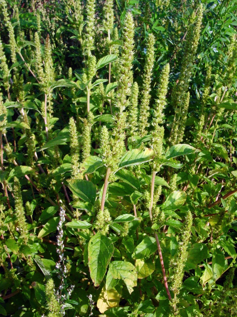 Amaranthus powellii Rheinau S8.jpg
