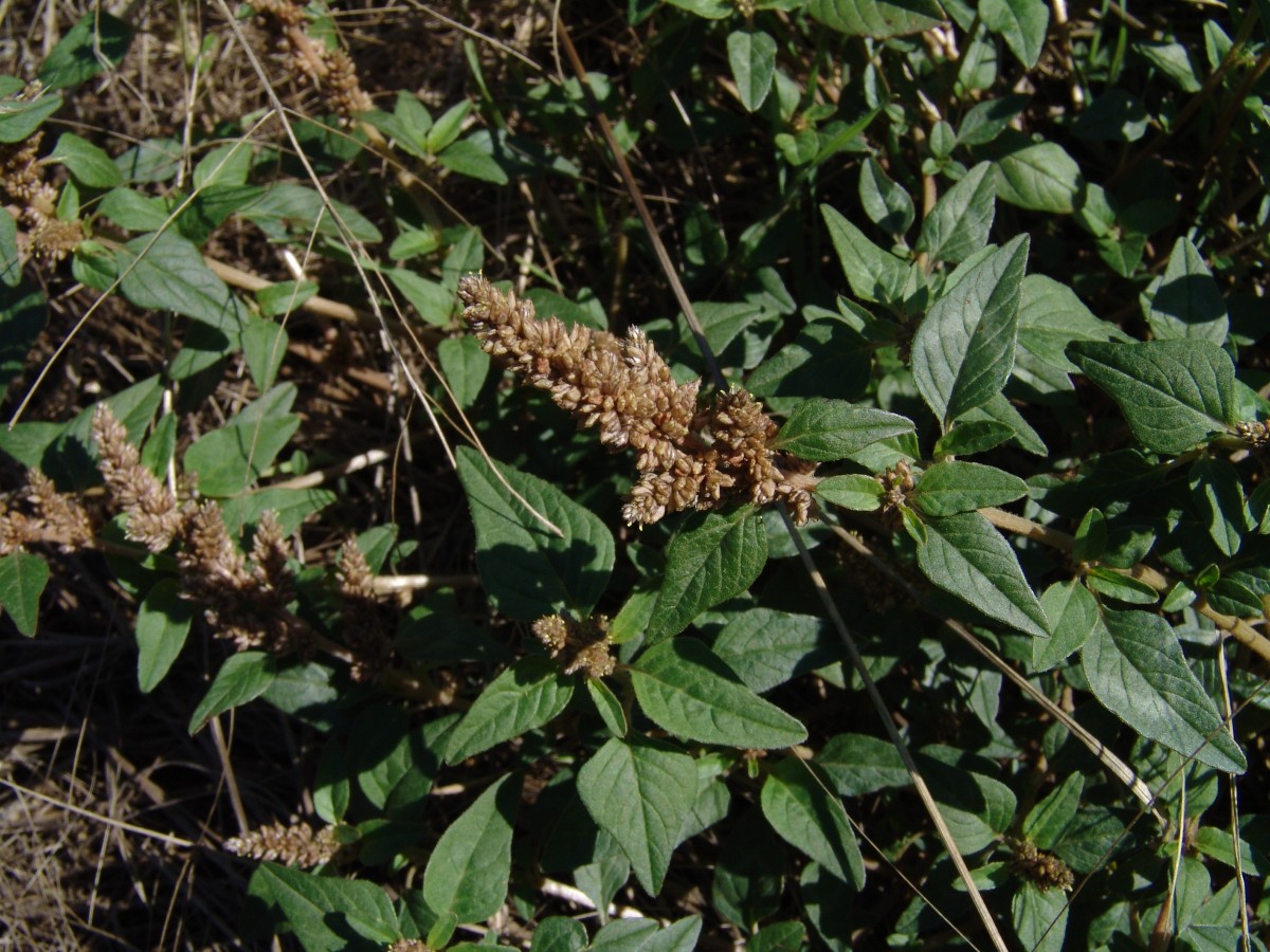 Amaranthus deflexus FriesenheimerInsel G22.jpg