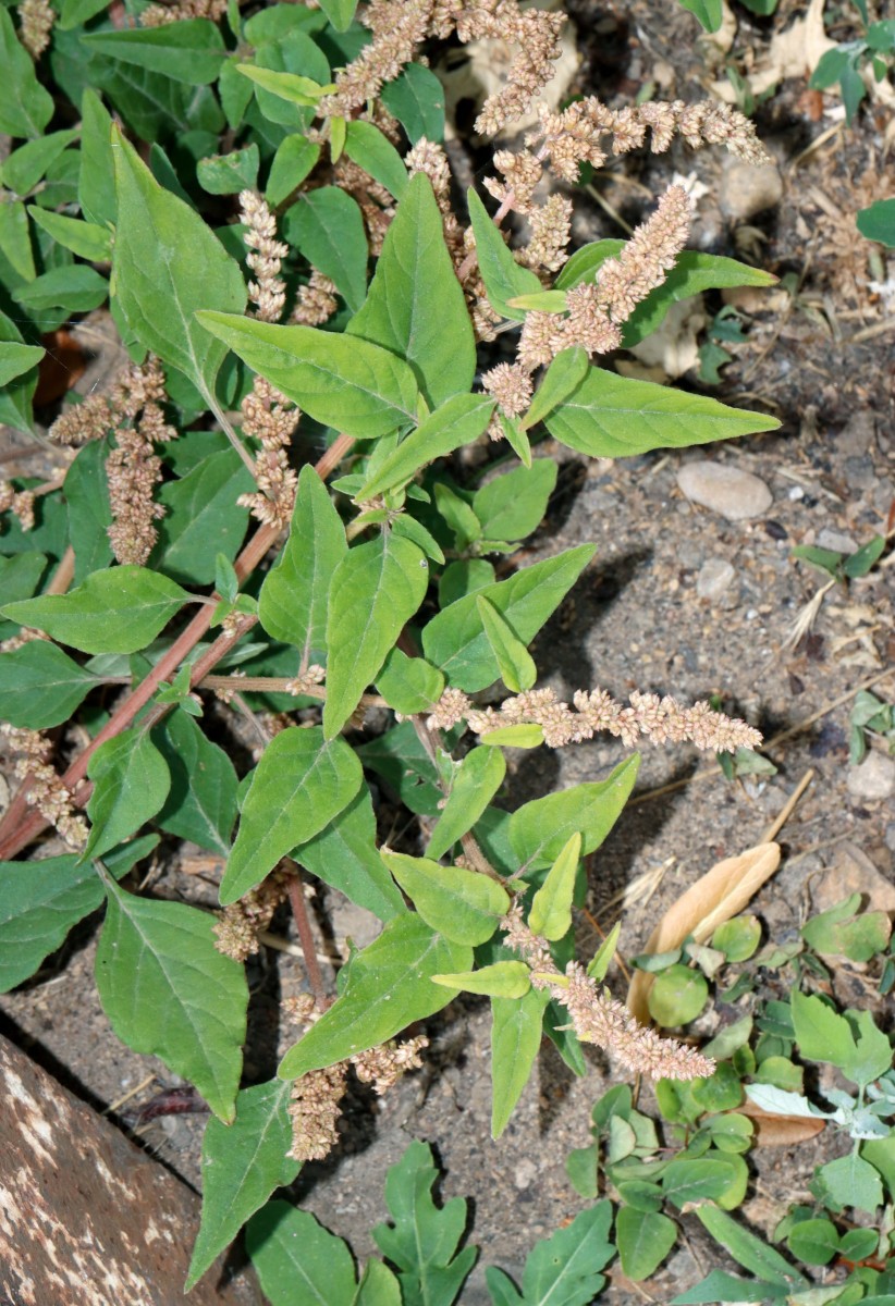 Amaranthus deflexus MA Friesenheimer Insel Süd A4.jpg