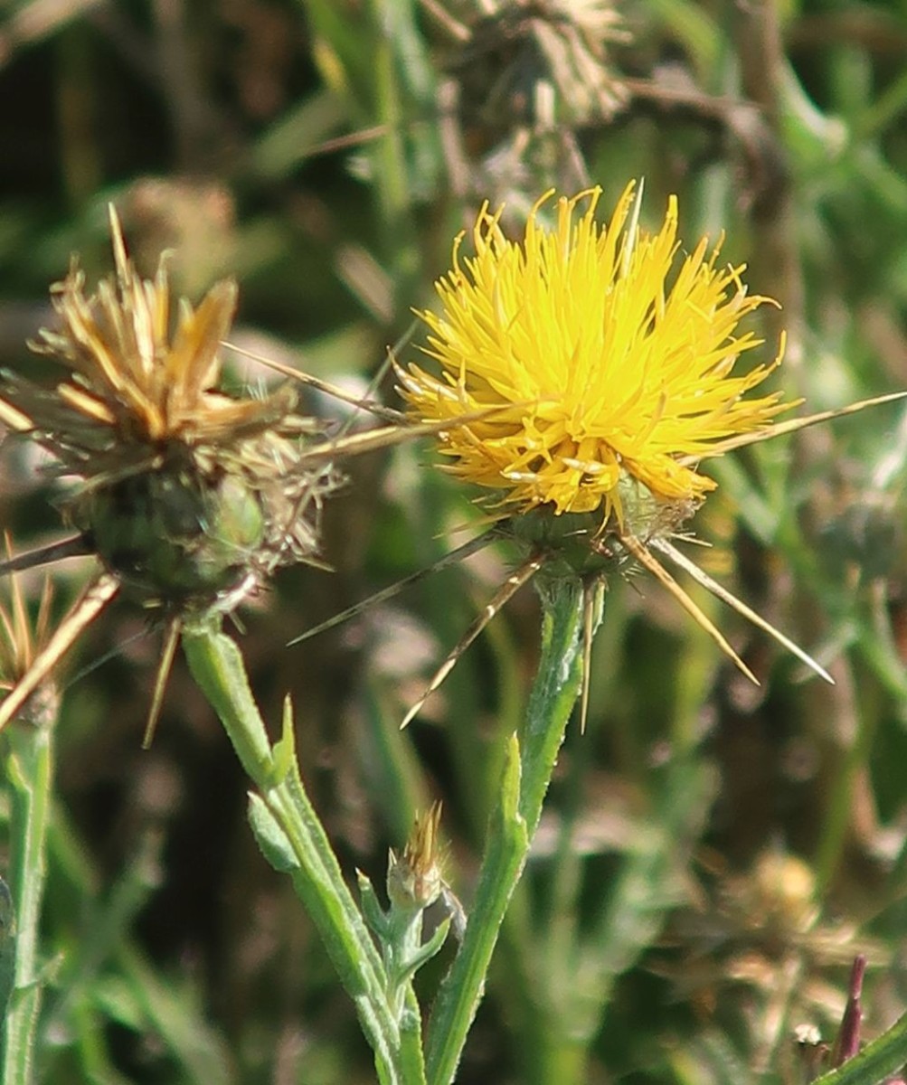 Centaurea solstitialis 3_2025-09-18_Ludwigschorgast.jpg
