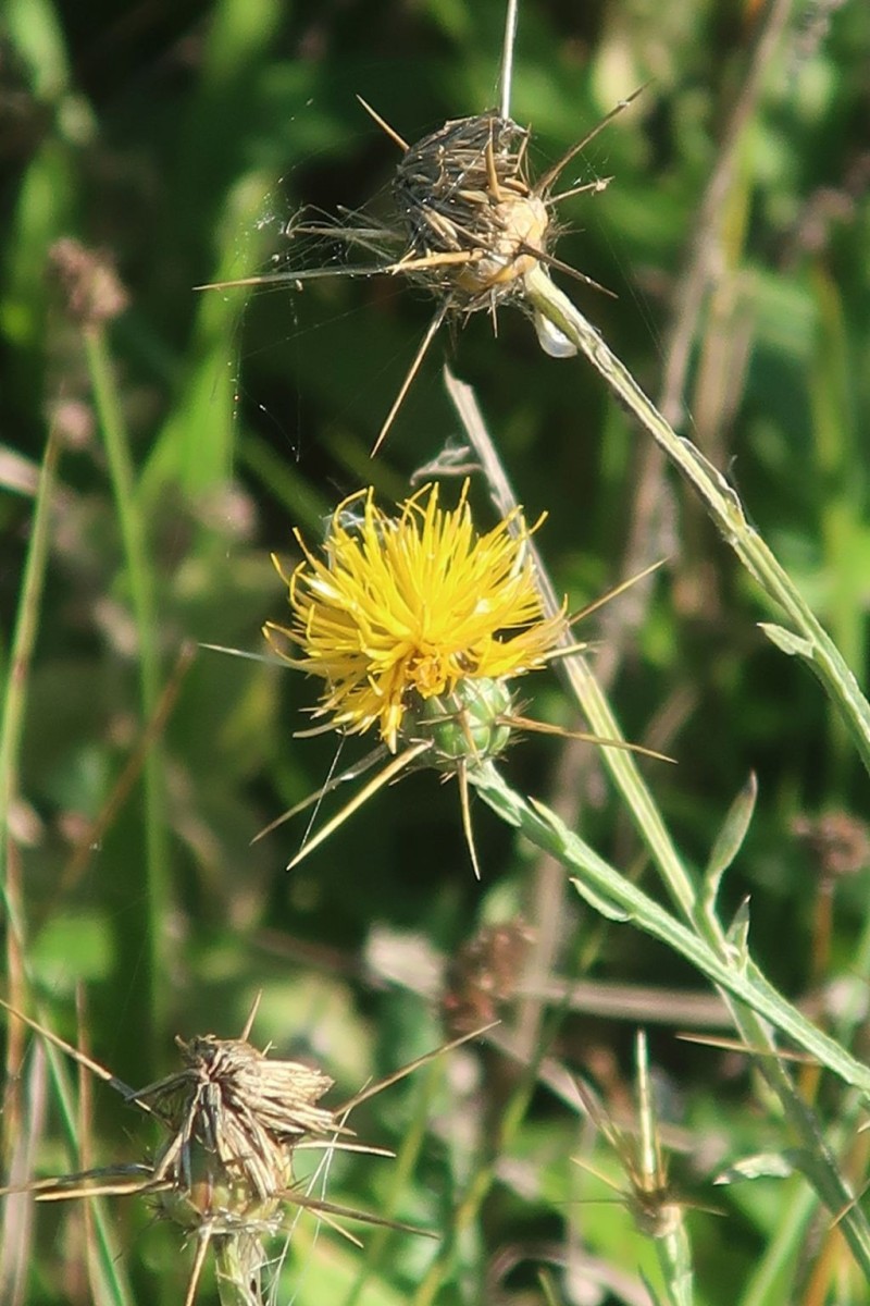 Centaurea solstitialis 4_2025-09-18_Ludwigschorgast.jpg