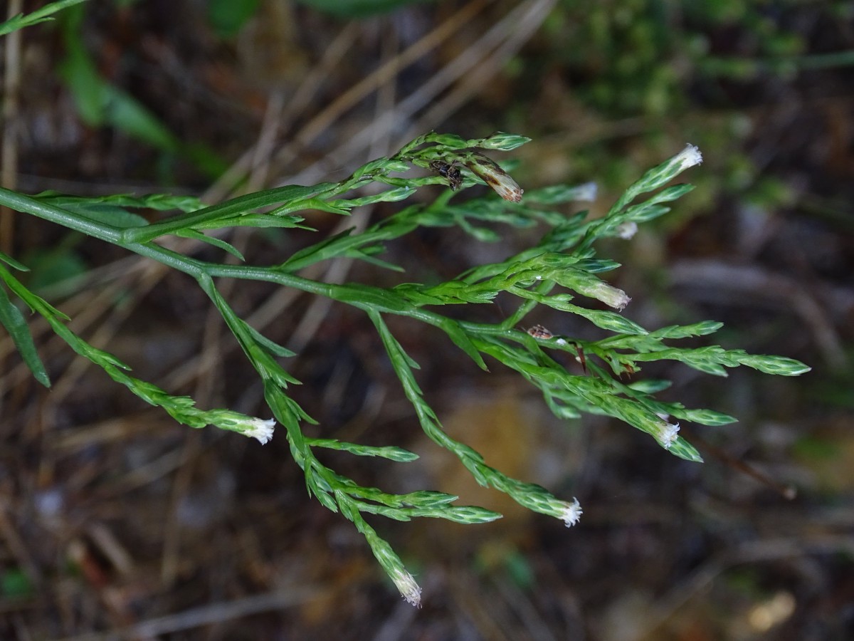 Symphyotrichum squamatum.JPG